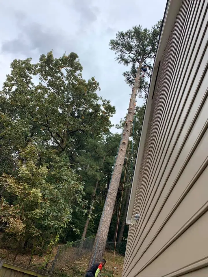 Tree removal by NM Make Ready